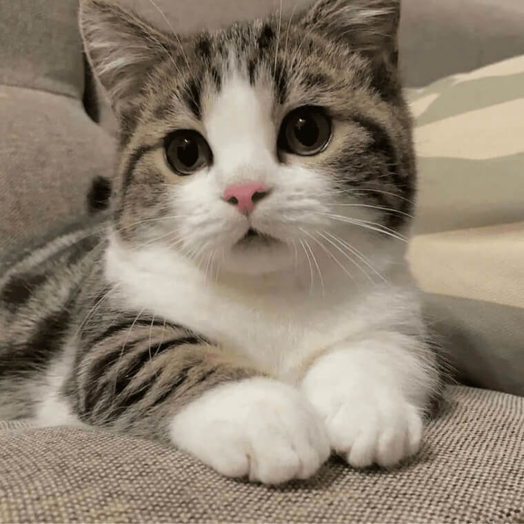 Shorten Your Cat's Name To Help Them Better Recognize It