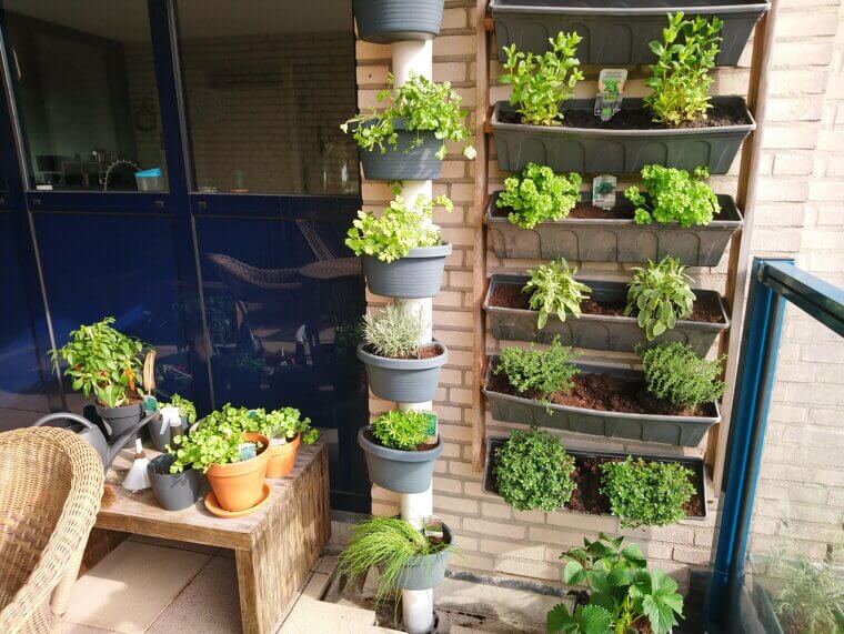Grow Your Own Herbs