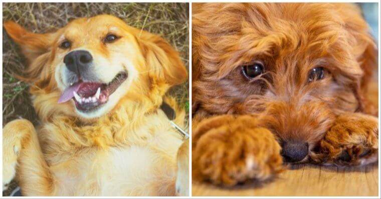 Dogs Breathe Differently Than People Do.