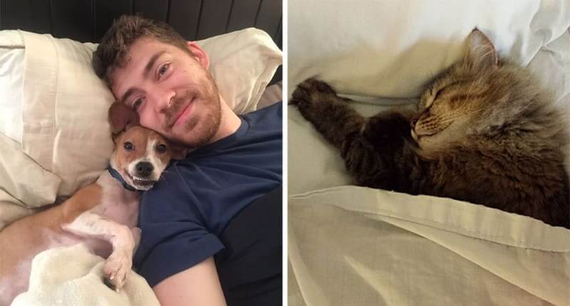 40+ Hilarious Times Pets Stole Their Owners Beds