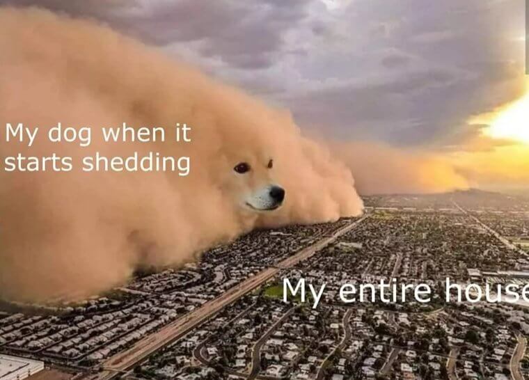 That Time of Year When Dog Hair Takes Over the World