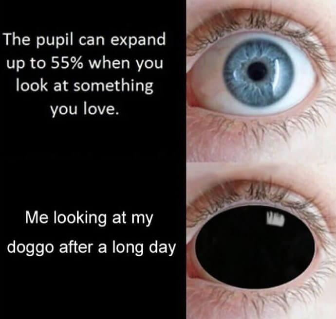 When You Look at the Dog You Love