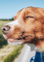 Funny Memes All Dog Parents Can Relate To