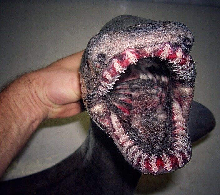 Um peixe aterrorizante - Foto: Reddit