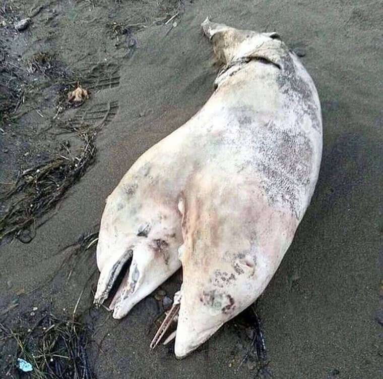 Golfinhos siameses existem - Foto: Reddit 
