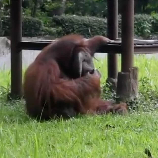 Este orangotango tem maus hábitos - Foto: Instagram