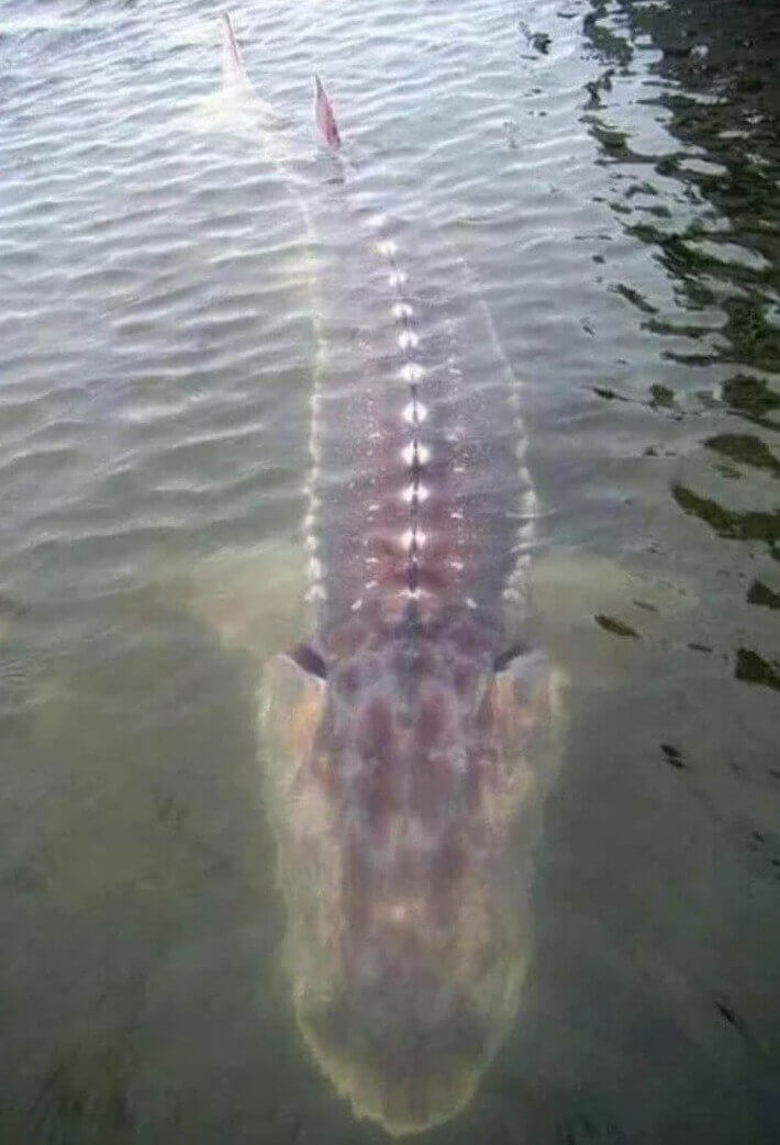 É um réptil? É um peixe gigante? Pelo jeito que nunca saberemos - Foto: Reddit