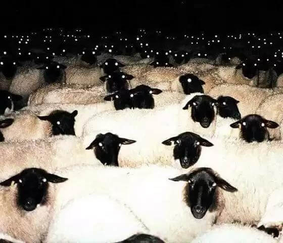 É mais provável que contar essas ovelhas vai te deixar acordado - Foto: Reddit 
