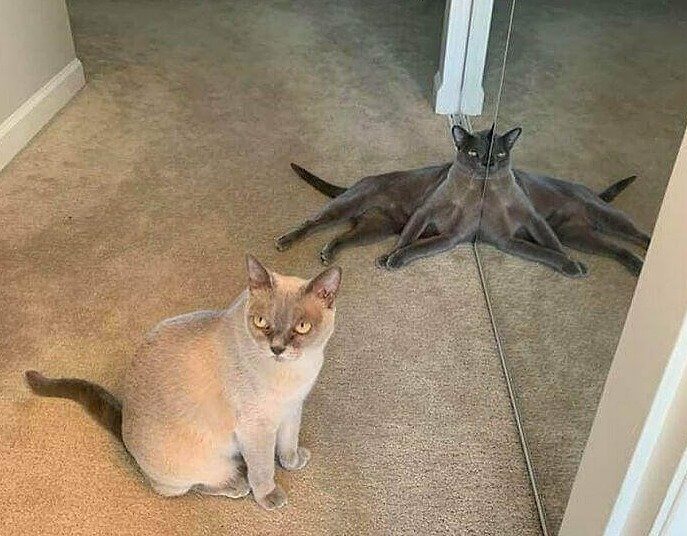 Gato-aranha - Foto: Reddit