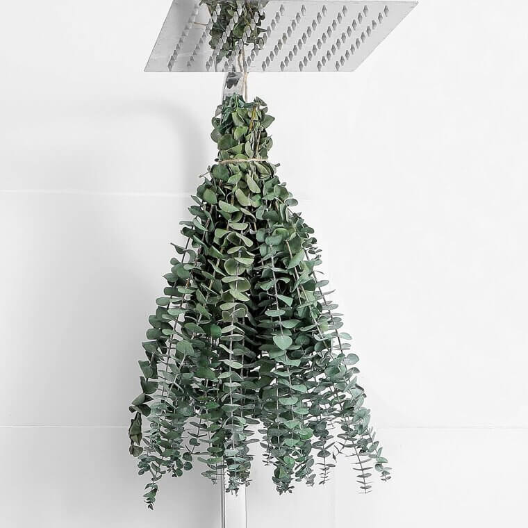 Eucalyptus Stems for Home & Shower Decor - Refresh & Relax - Enjoy 20% Off!