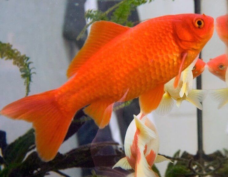 Les poissons rouges ont une mémoire de trois secondes