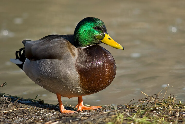 Les canards ne font pas écho