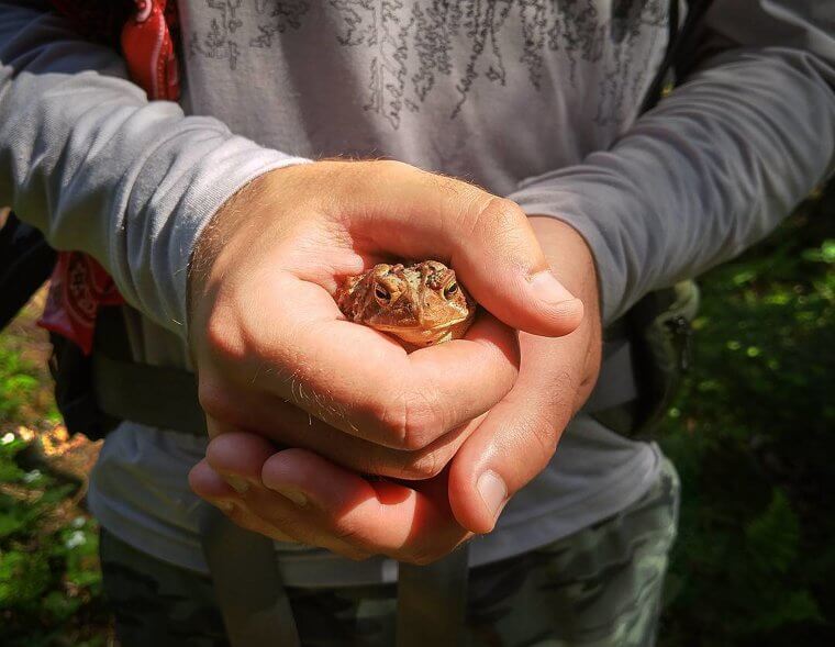 Les crapauds te donneront des verrues