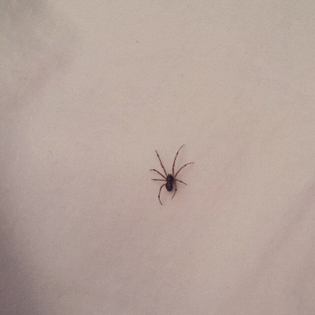 Chaque année, tu avales environ 8 araignées dans ton sommeil.