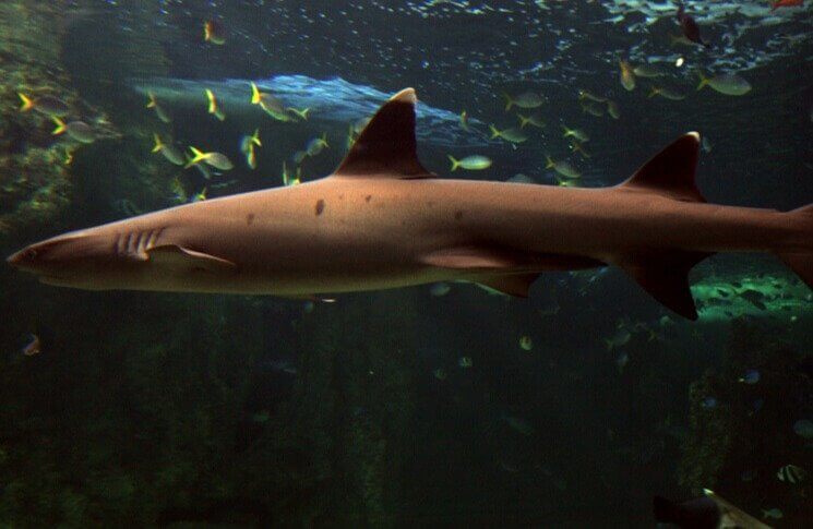 Les requins ne peuvent pas attraper le cancer