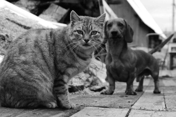 Les chiens et les chats voient en noir et blanc