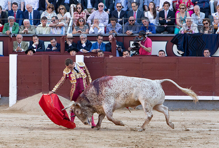 Les taureaux n'aiment pas la couleur rouge