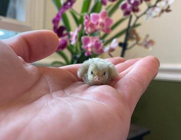 Un bébé oiseau sera abandonné par ses parents s'il est touché par un humain