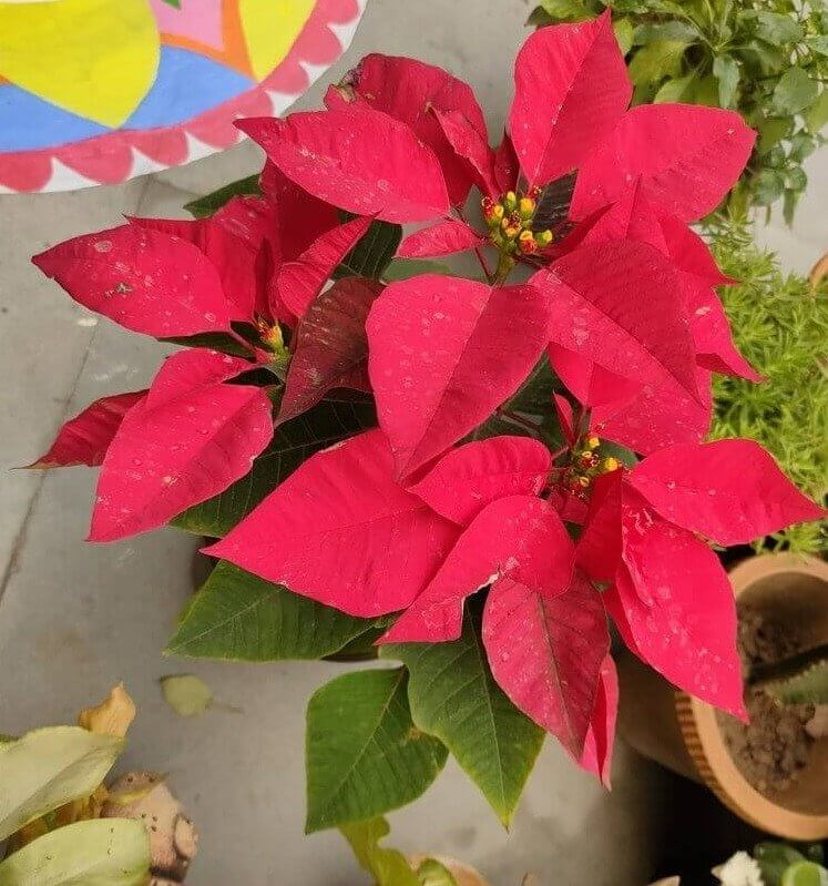 Les poinsettias sont mortels