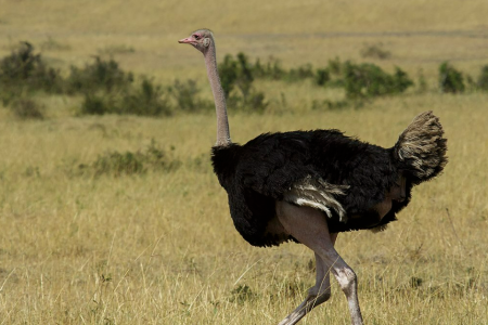 Les choses que nous pensions toutes être réelles, mais qui ne le sont pas