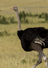 Things We All Thought Are Real, But Aren't