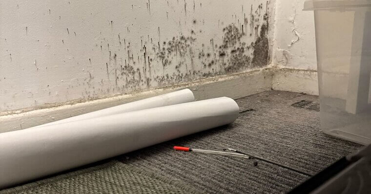 Mold Removal