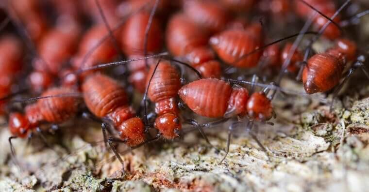 Major Pest Control