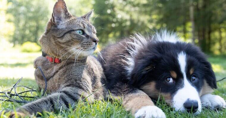 Cat and Dog Hair