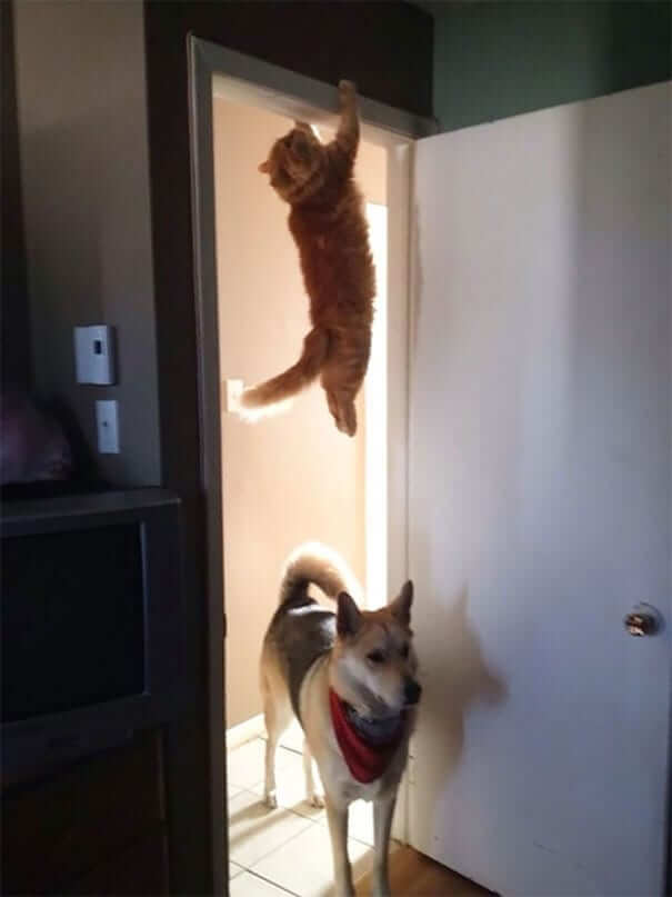 Where Did The Cat Go?