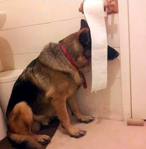 Where Did The Dog Go