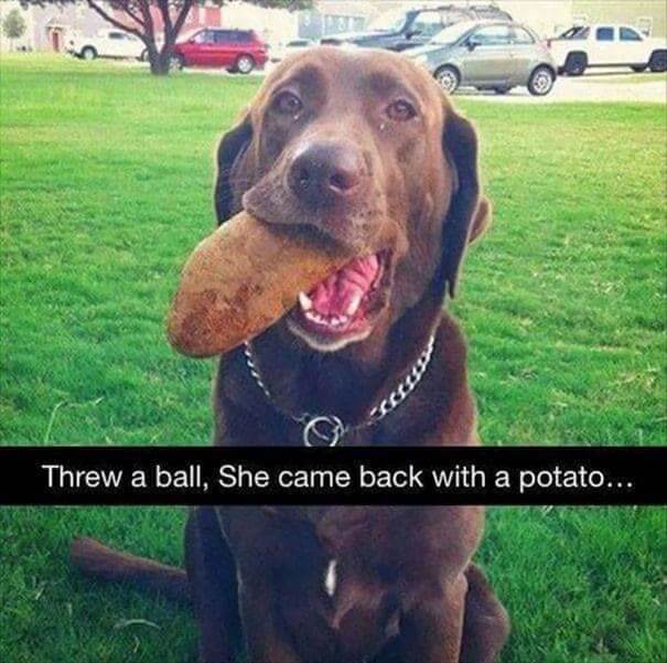 She's A Potato Retriever