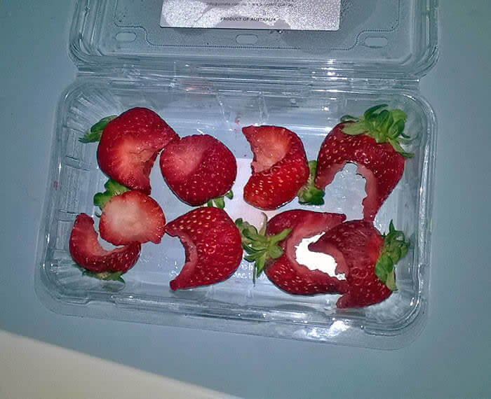 Mantenha Tudo Longe Desses Pequenos Monstros