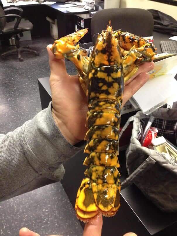 This Is Even Rarer Than The Blue Lobster