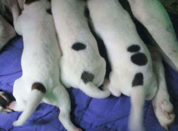 Puppies 1,2, and 3