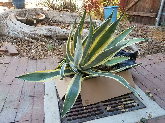 A Very Expensive Plant In A Cheap Box
