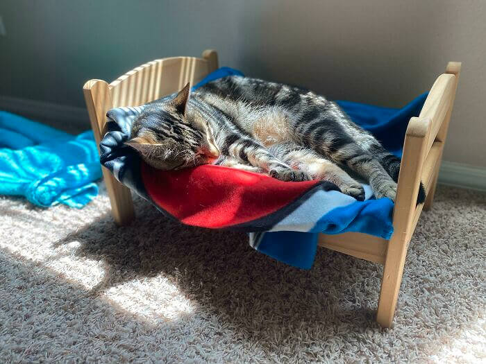 A Perfectly Sized Bed For Someone's Cat