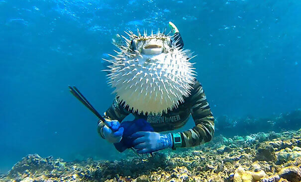 Pufferfish Photobomb