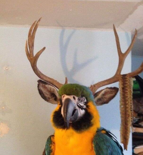 Oh Deer... Is That a Parratolope?