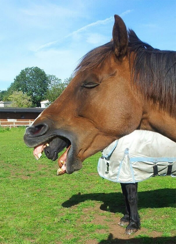 Alien Horse