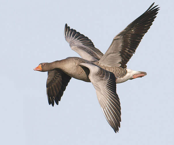 4-Winged Goose