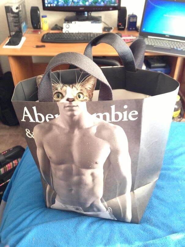 A Cat With Six Packs