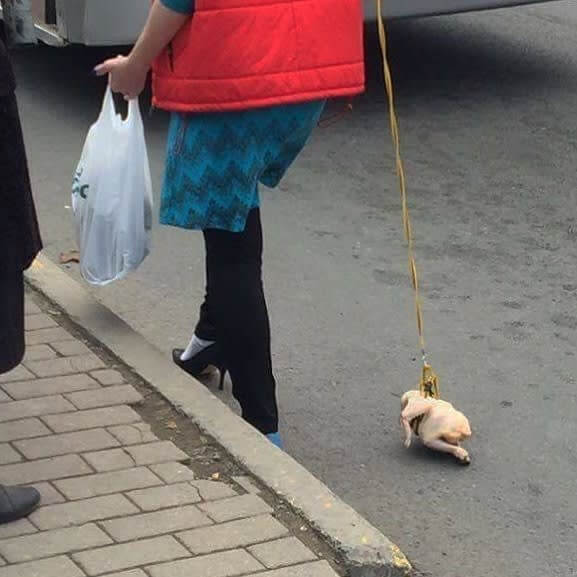 The Chicken Crossed The Road