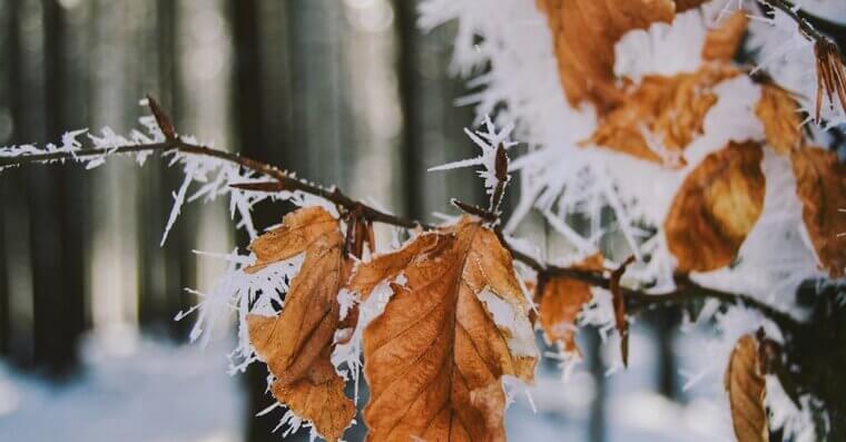 Timing Your Planting to Avoid Frost