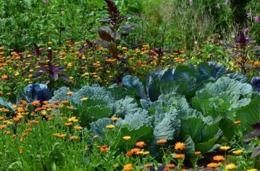 Tips for Starting a Vegetable Garden