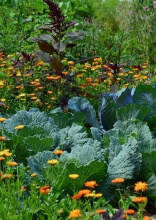 Tips for Starting a Vegetable Garden