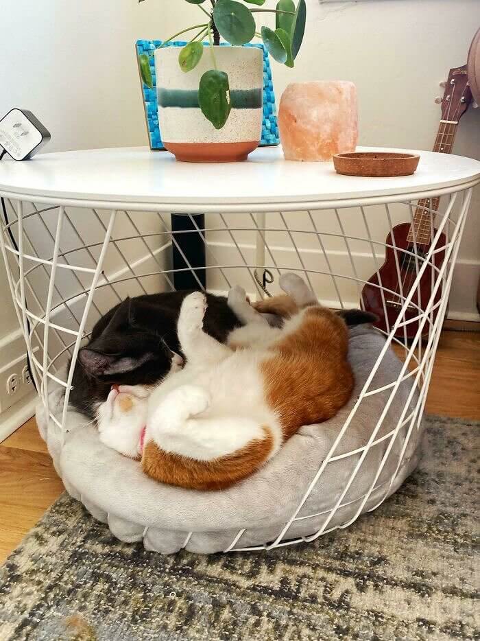 Use the KVISTBRO Table to Make a Stylish, Space-Saving Bed for Your Pet