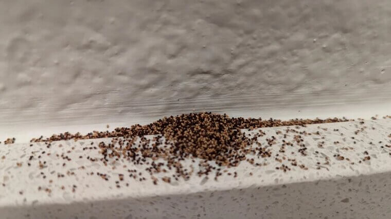 Pest Infestations (Rodents, Termites)