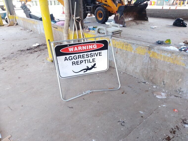 Apparently the Local Lizard Has an Attitude