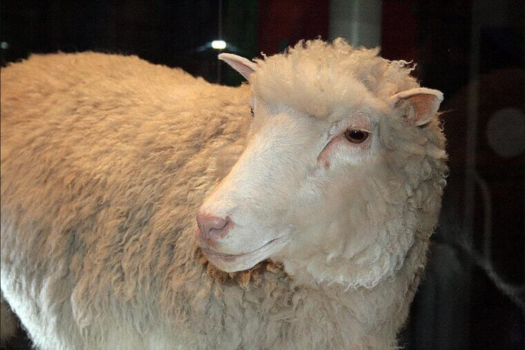 Scientists Named the First Cloned Mammal After the Singer Because of a Cheeky Inside Joke
