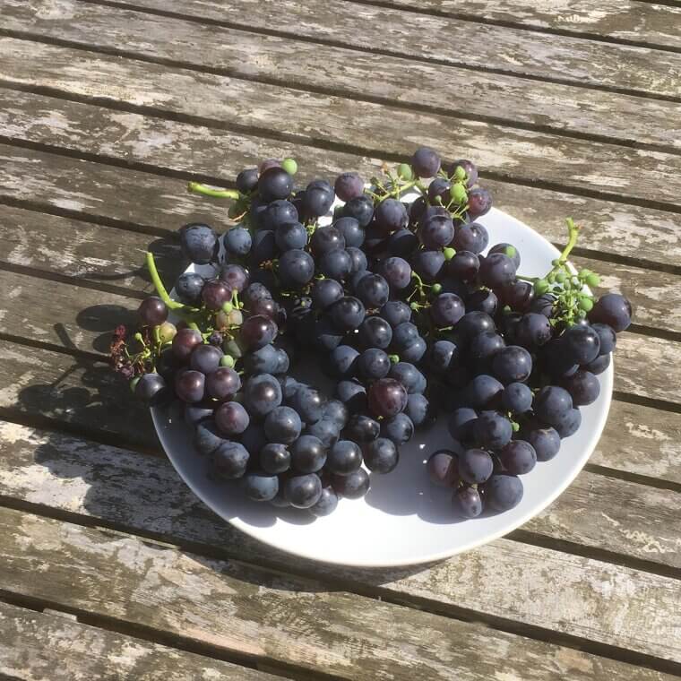 Grapes